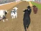 Spil Angry Bull Racing online