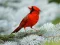 Spil Birds Puzzle online