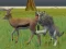 Spil Wolf Life Simulator online