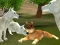 Spil Wild Wolves Hunger Attack online