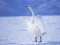Spil Graceful Swans online