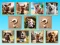 Spil Doggie Duo Discoveries online