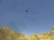 Spil Toucan Shooter online