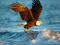 Spil Animals Jigsaw Puzzle Eagle online