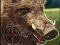 Spil Boar Hunting Jigsaw online