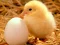 Spil Lovable Little Creatures Puzzle online