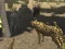 Spil African Cheetah Hunting Simulator online