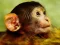Spil Funny Baby Monkey online