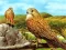 Spil Birds of Prey Slide online