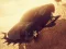 Spil Zombie Car Driver online