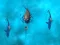 Spil Avoid the Sharks online