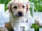 Spil PicPu Dog online