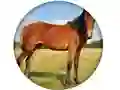 Spil Animal Quiz online