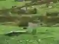 Spil Pigeons Hunting online