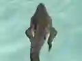 Spil Crocodile Simulator Beach Hunt online
