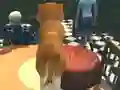 Spil Dog Simulator: Puppy Craft online