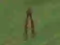 Spil Dino Hunt online
