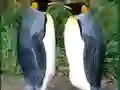 Spil Penguin Puzzle online