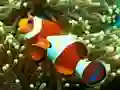 Spil Underwater Hidden Numbers online