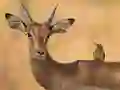 Spil Wild Deer Jigsaw online