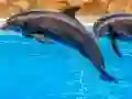 Spil Sea Dolphin Jigsaw online