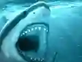 Spil Hungry Shark online