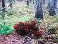 Spil Bernati Forest Adventure online