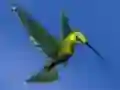 Spil Hummingbird House Escape online