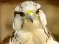 Spil Gyrfalcon Jigsaw online