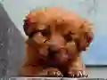 Spil Puppy Puzzle online