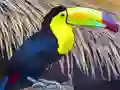 Spil Toucan Bird Jigsaw online