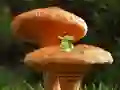 Spil Mushroom Plant Land Escape online