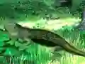 Spil Lizard Forest Escape online
