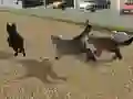 Spil Run Cat Cat Race online