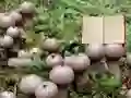 Spil Lycoperdon Mushroom Land Escape online
