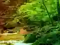 Spil Peaceful Rainbow Forest Escape online