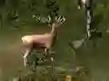 Spil Sniper Hunting Deadly Animal online