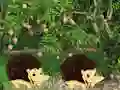 Spil Escape From Mango Farm online
