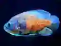 Spil Tiger Fish Jigsaw online