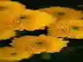 Spil Chrysanthemums Jigsaw online