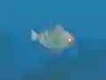 Spil Fish Companions online