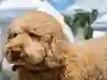 Spil Labradoodle Jigsaw online
