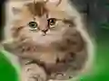 Spil Couple Kitten Escape online