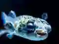 Spil Puffer Fish Jigsaw online