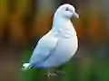 Spil Realistic Pigeon Rescue online