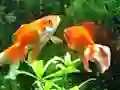 Spil Blue Fish Escape online
