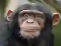 Spil Chimpanzee Jigsaw online