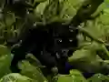 Spil Escape from Black Panther Forest online