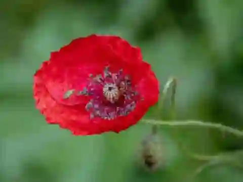 Spil Poppy Nature Flower Jigsaw online