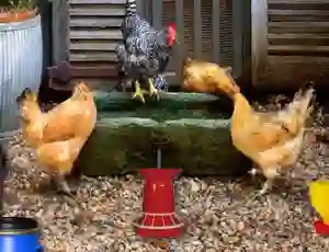 Spil Poultry Farm Easter Escape online